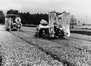 １９７７（昭和５２）年のお茶の摘採風景（みやざき茶推進会議提供）