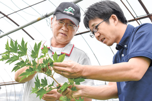 ＪＡ宮崎中央の職員とベビーハンズの出来を確認するＪＡ花き協議会キイチゴ研究会の浜田会長（左）